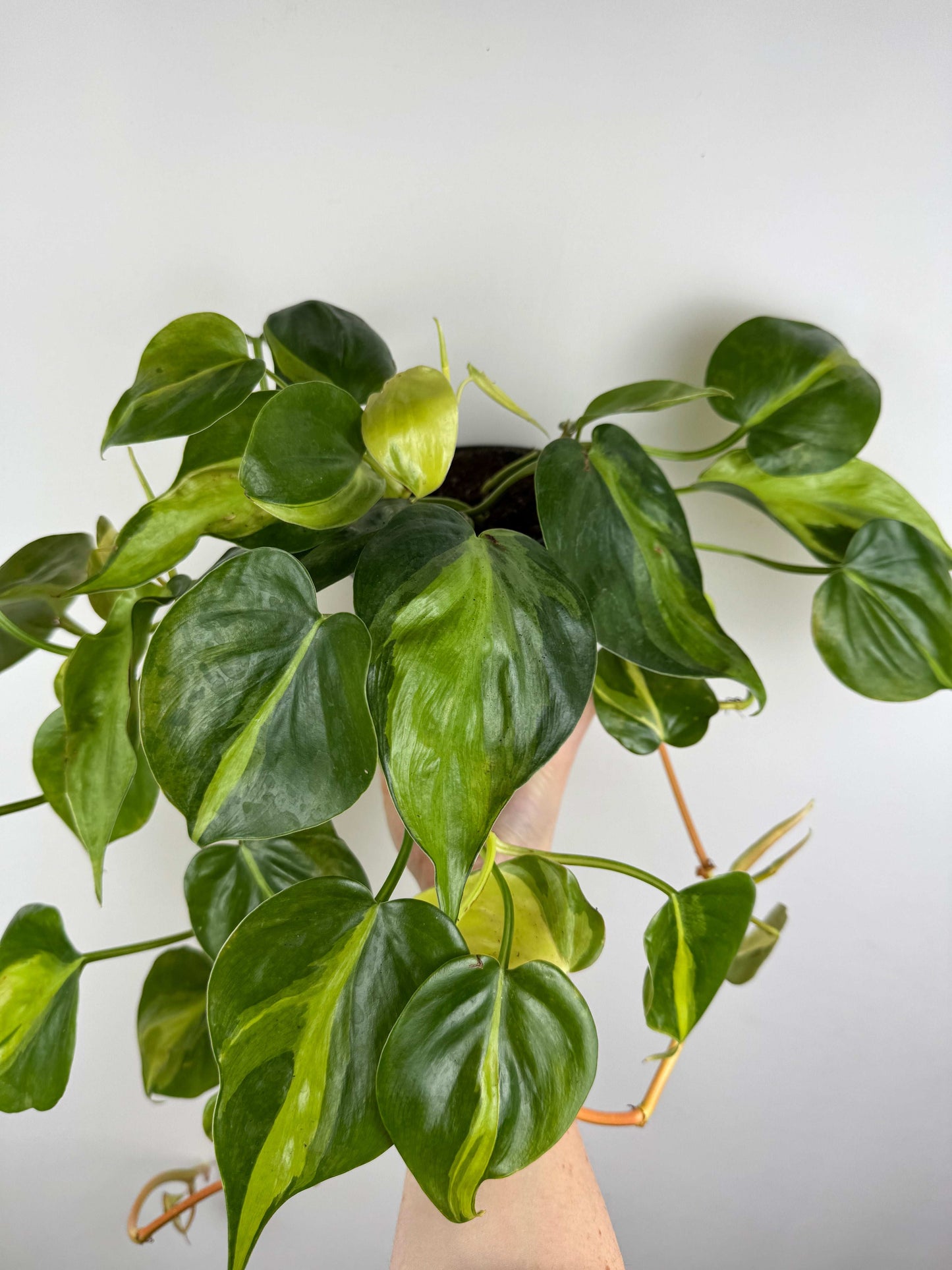 Philodendron Scandens Brasil