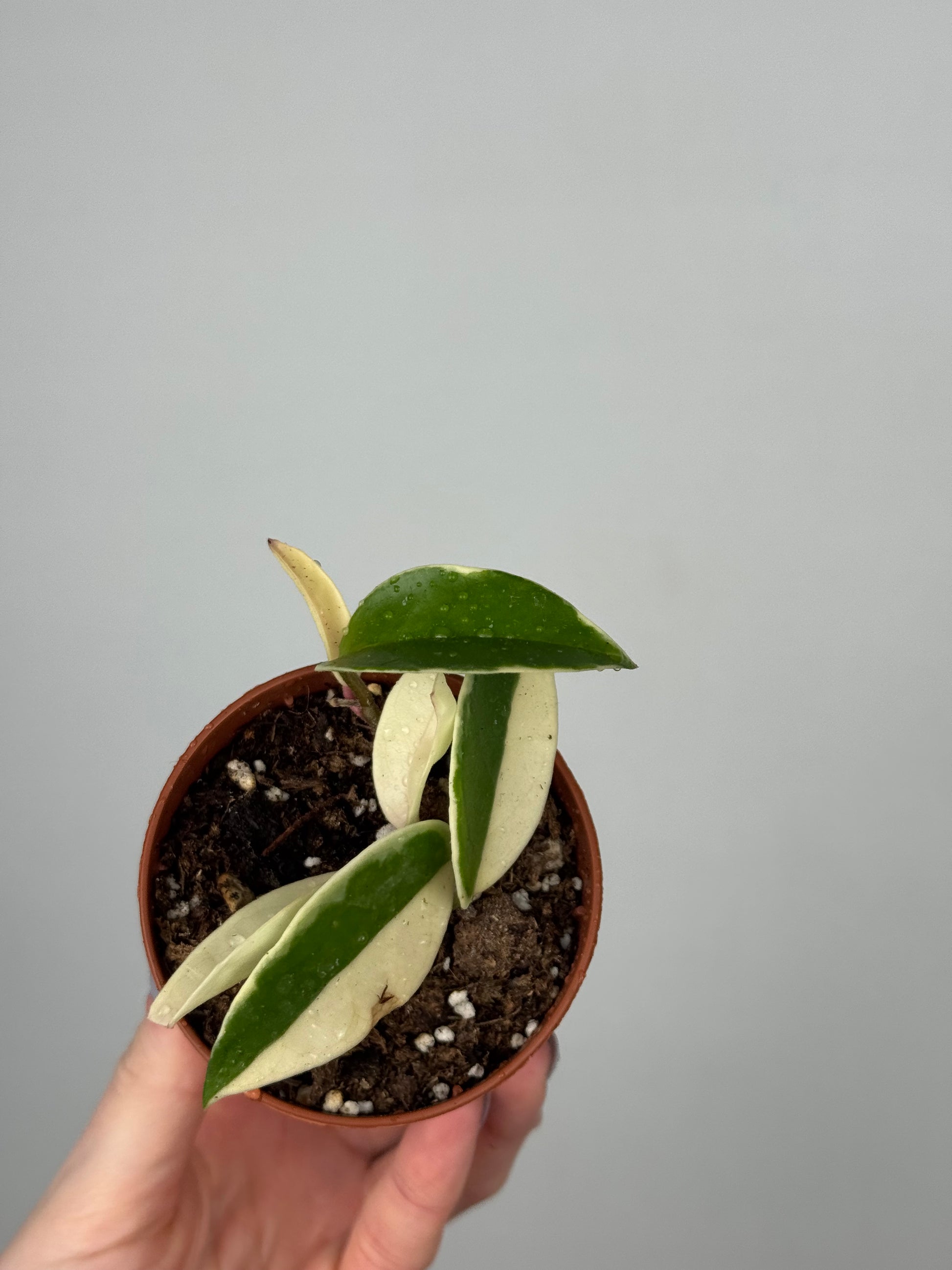 Hoya Krimson Queen | Luna