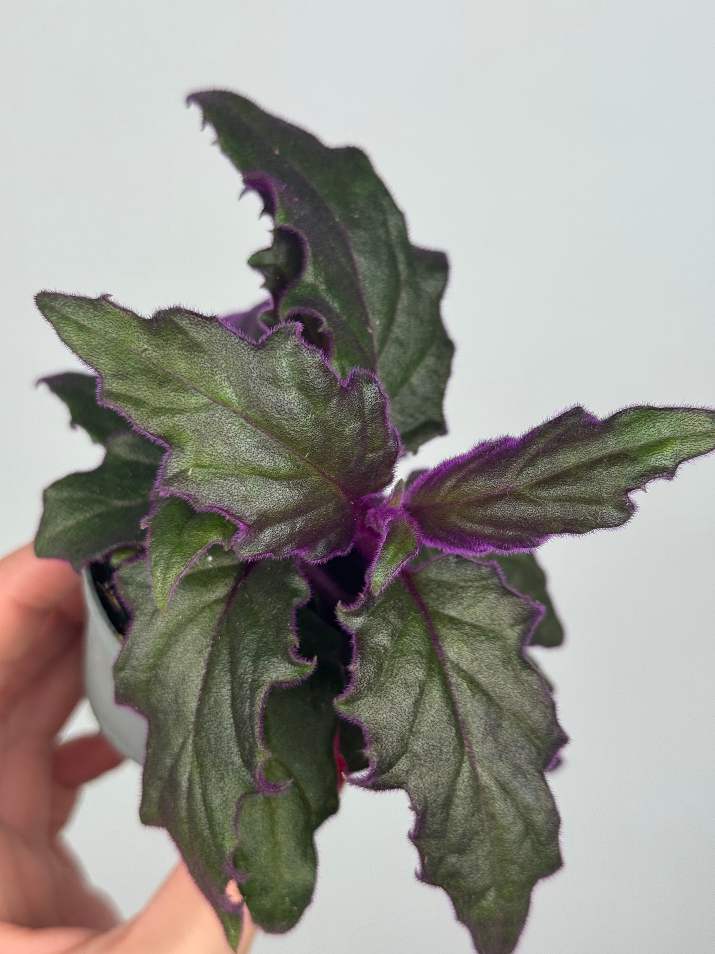 Gynura Aurantiaca “Purple passion”