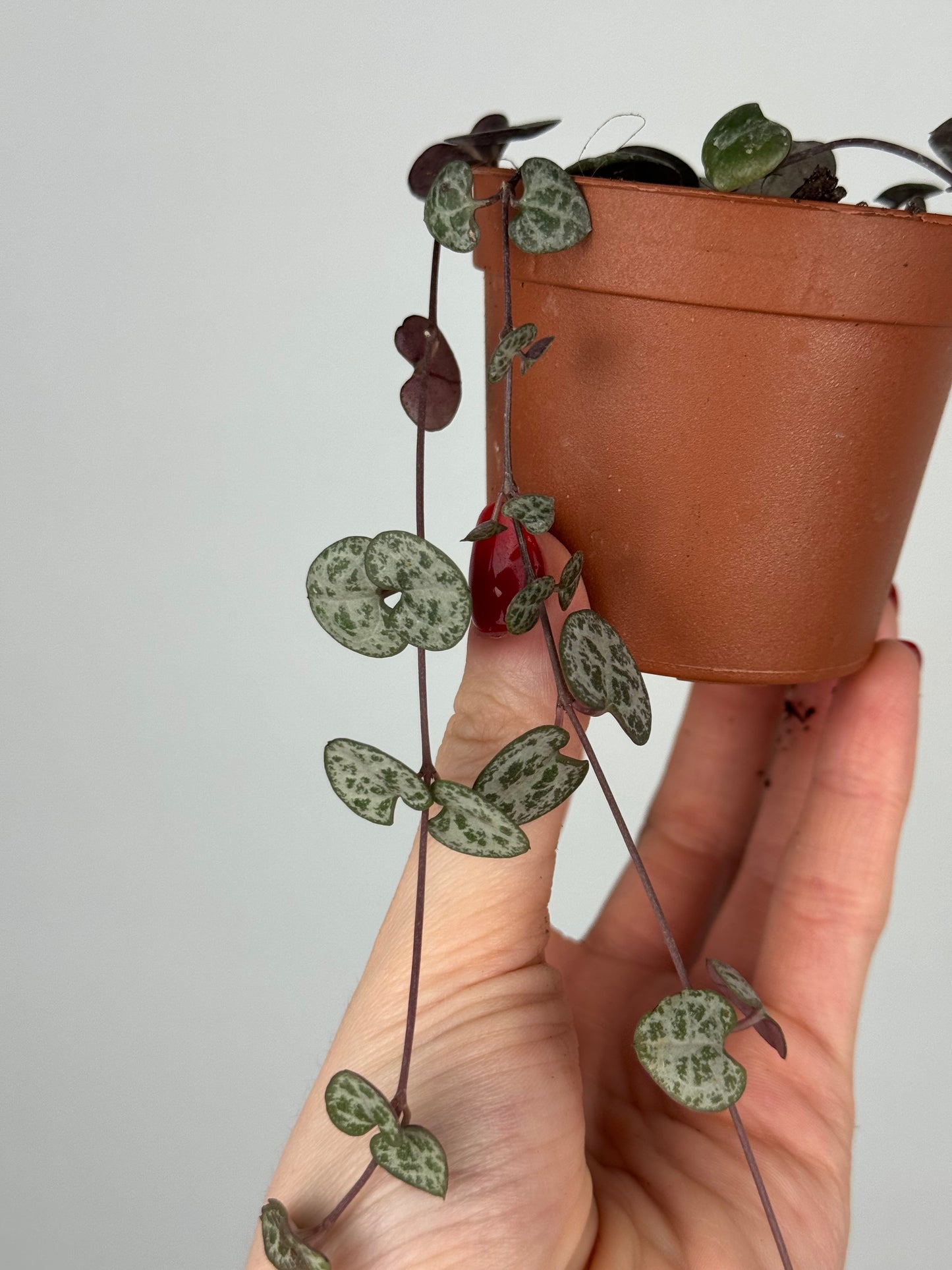 Ceropegia Woodii | Dalia