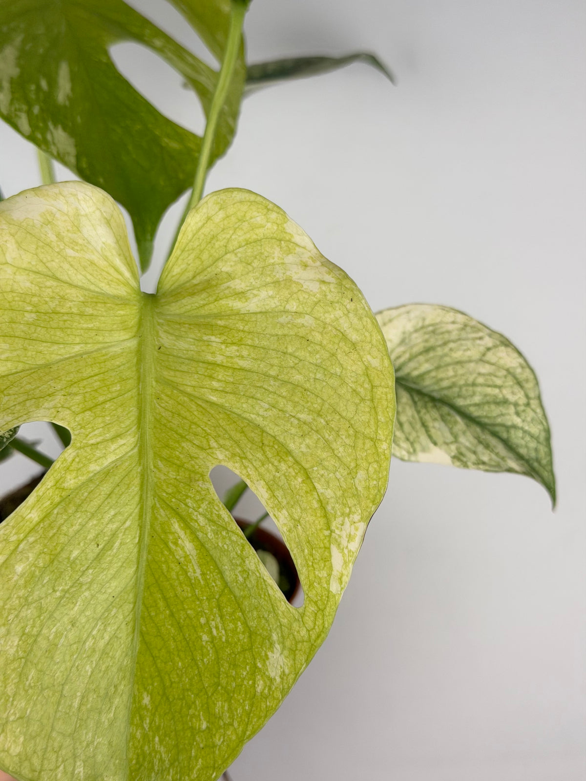 Monstera Mint