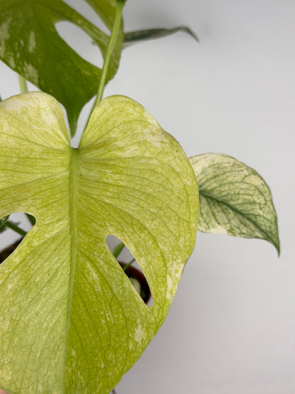 Monstera Mint