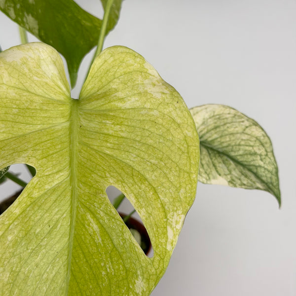 Monstera Mint
