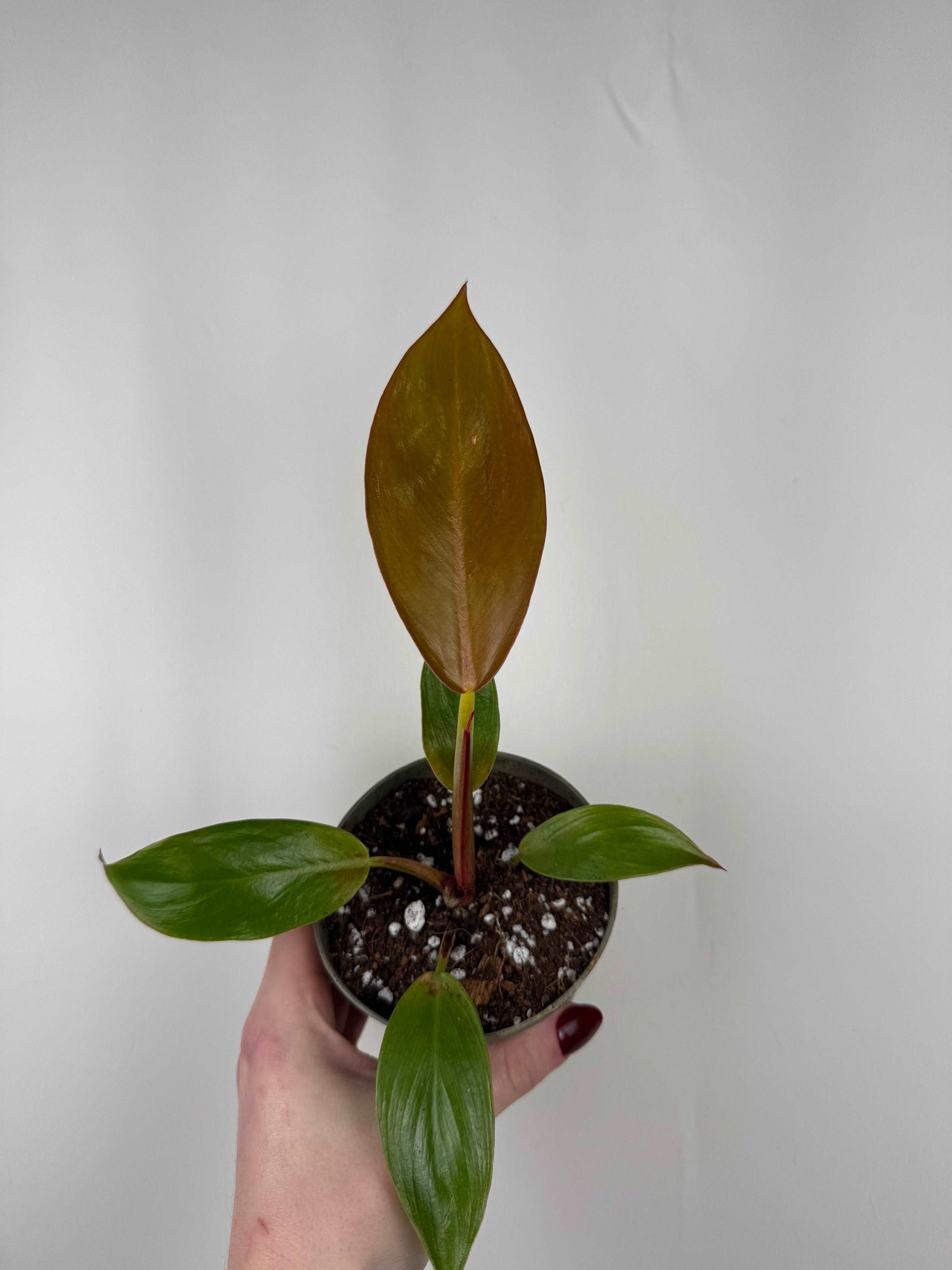 Philodendron “Prince of Orange”