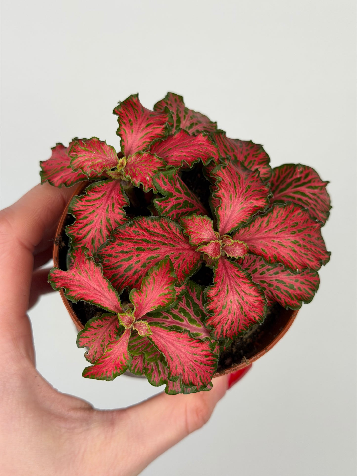 Fittonia 'Forest Flame' Fittonia Tropical Corner
