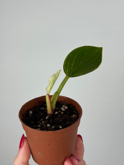 Philodendron Birkin | Tommy