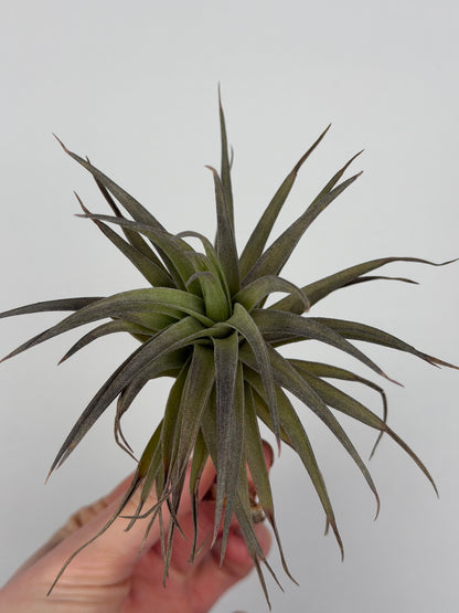Tillandsia aeranthos Tillandsia Tropical Corner