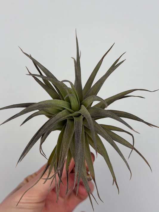 Tillandsia aeranthos Tillandsia Tropical Corner