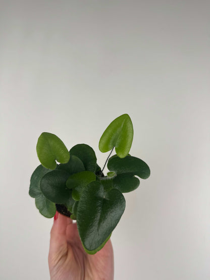 Hemionitis Arifolia