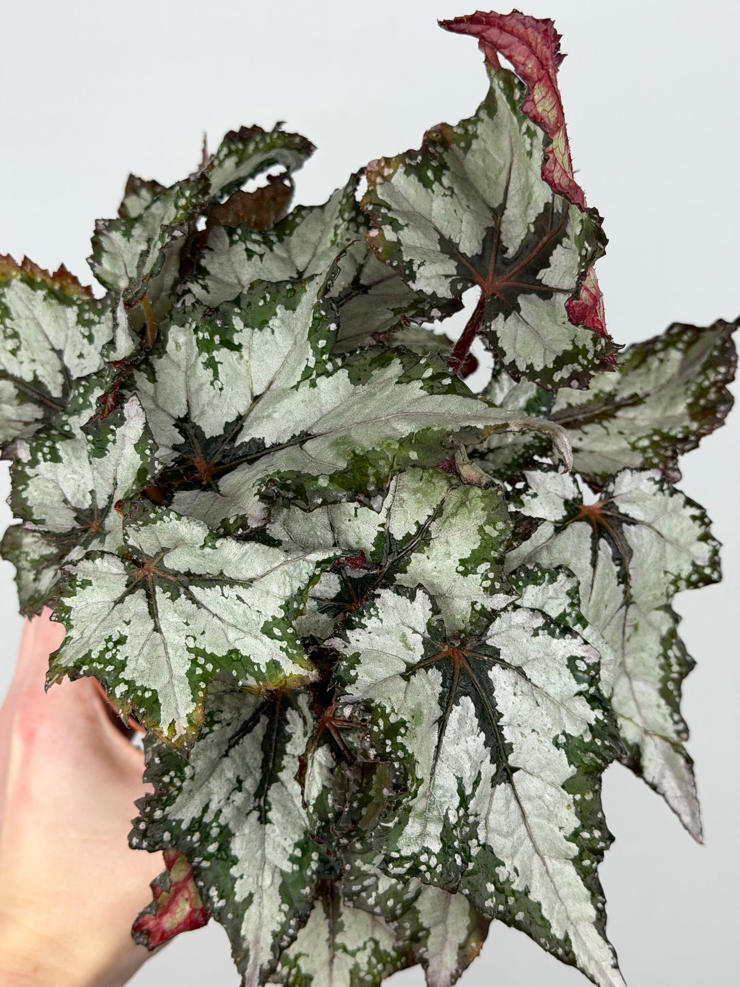 Begonia 'Sumatra Green'