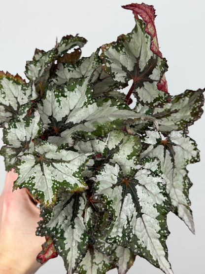Begonia 'Sumatra Green'
