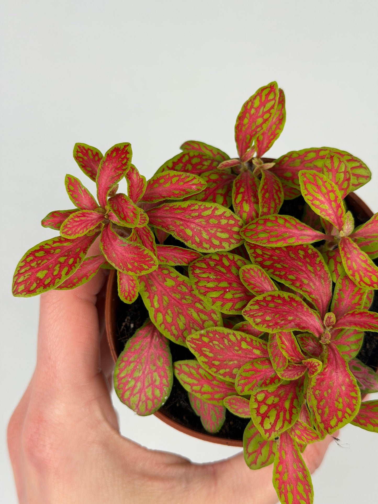 Fittonia 'Skeleton' Fittonia Tropical Corner