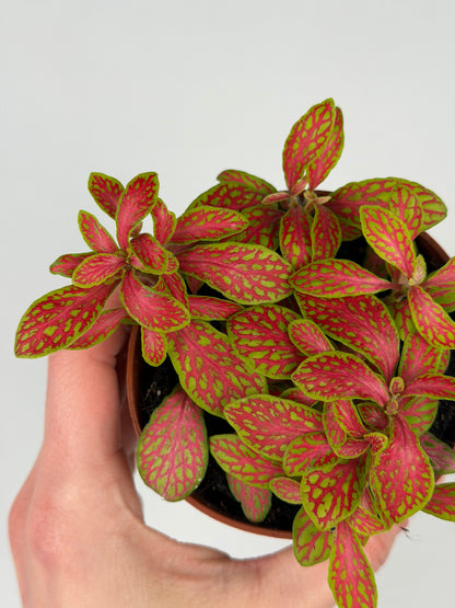 Fittonia 'Skeleton' Fittonia Tropical Corner