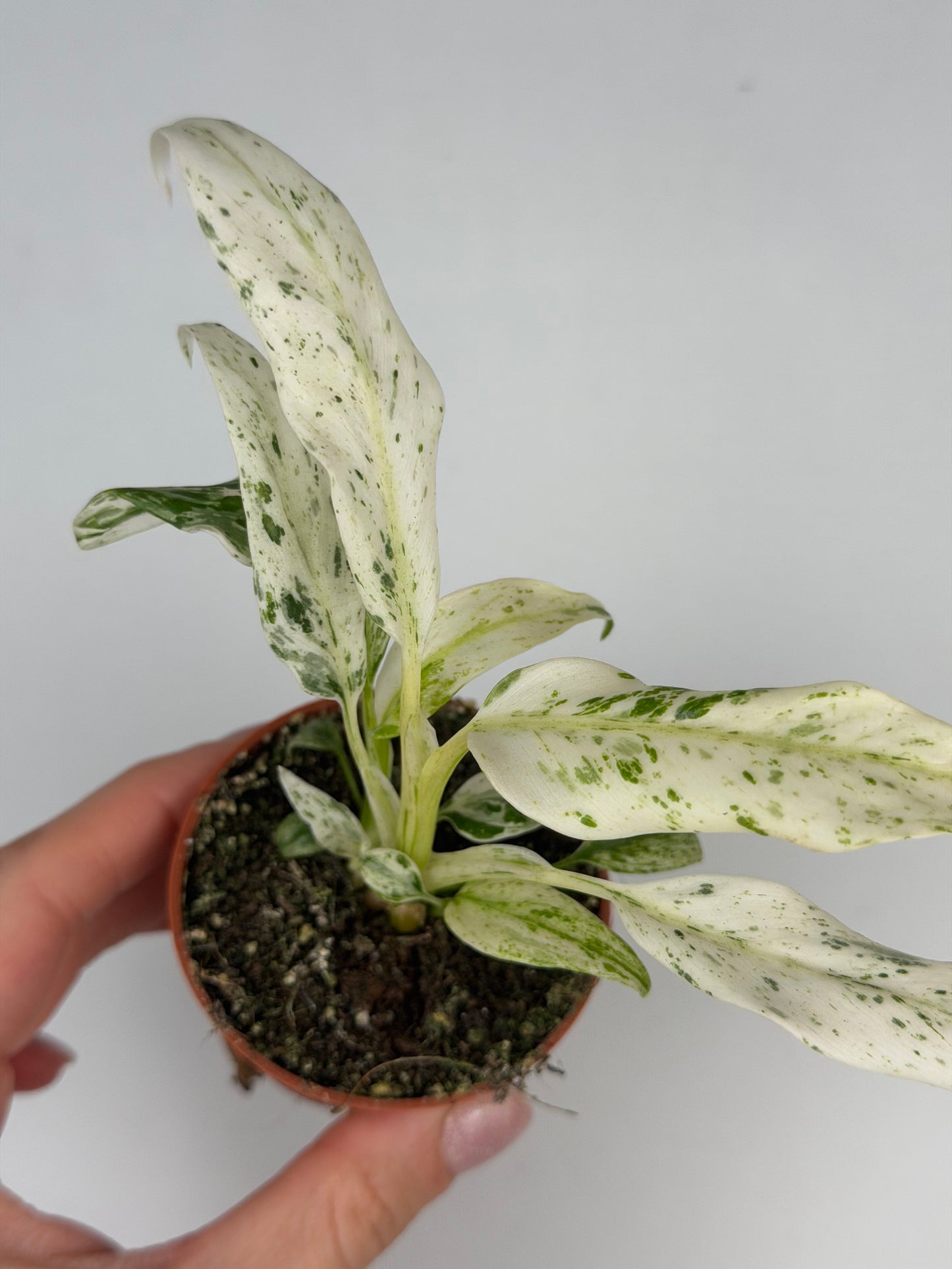 Rhaphidophora Puberula 'Variegata' Rhaphidophora Tropical Corner