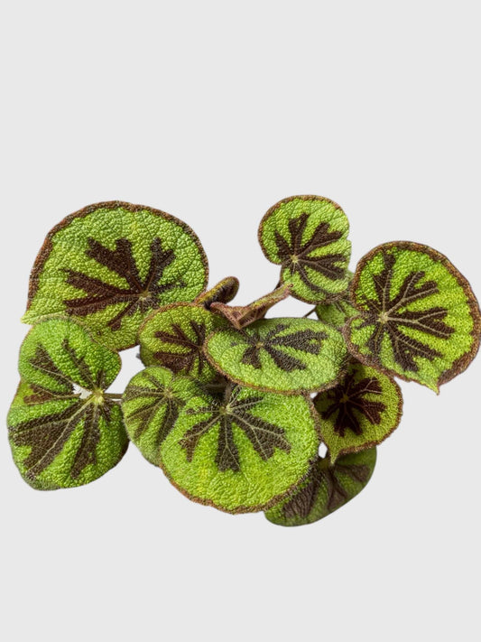 Begonia Masoniana