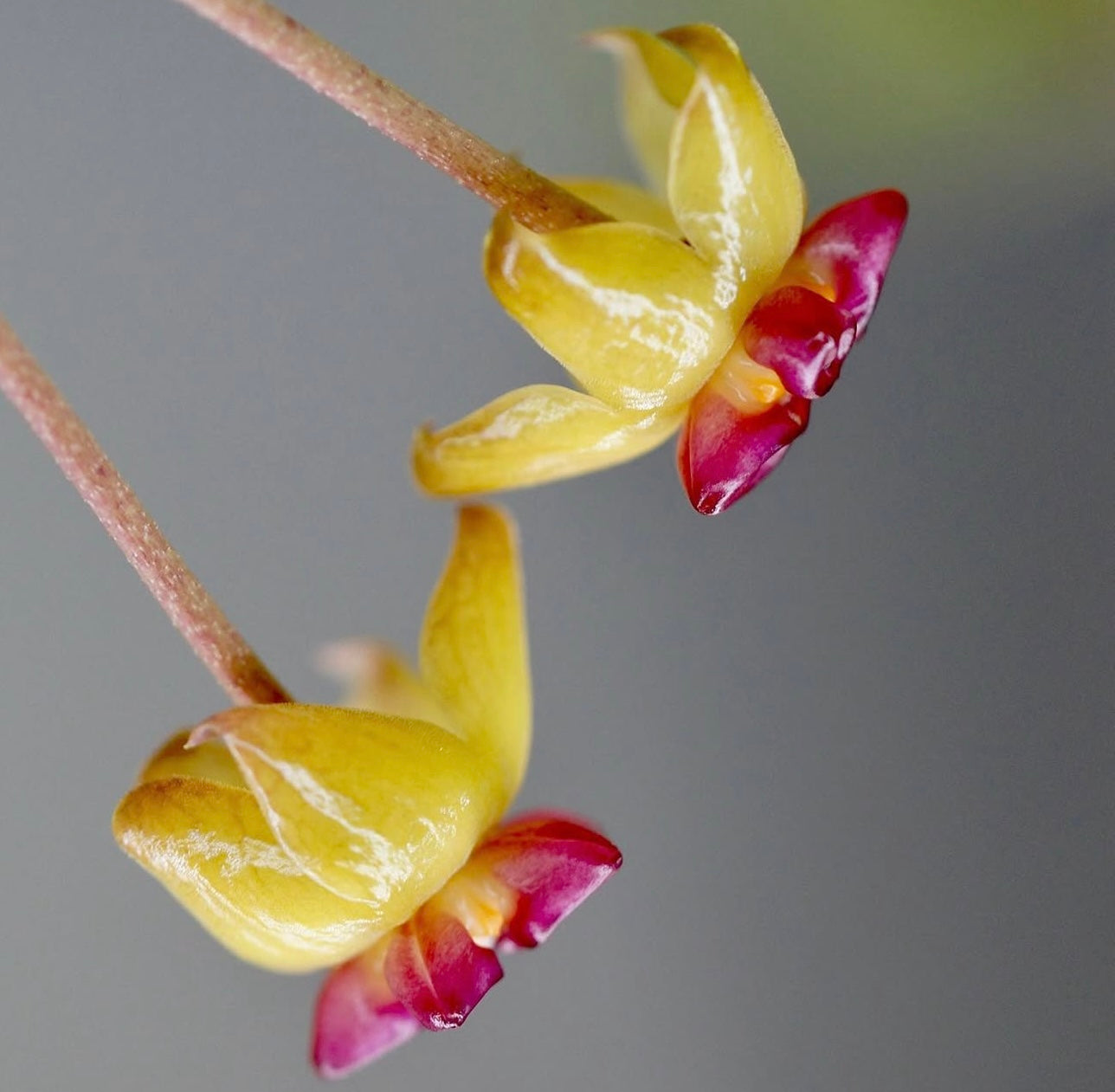 Hoya Soligamiana