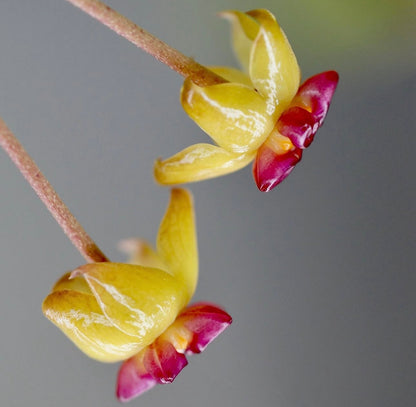 Hoya Soligamiana