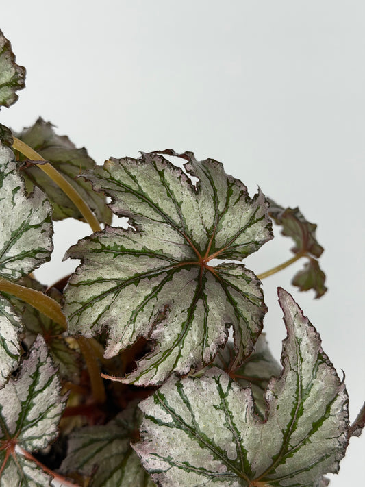 Begonia 'Spacestar Maia'