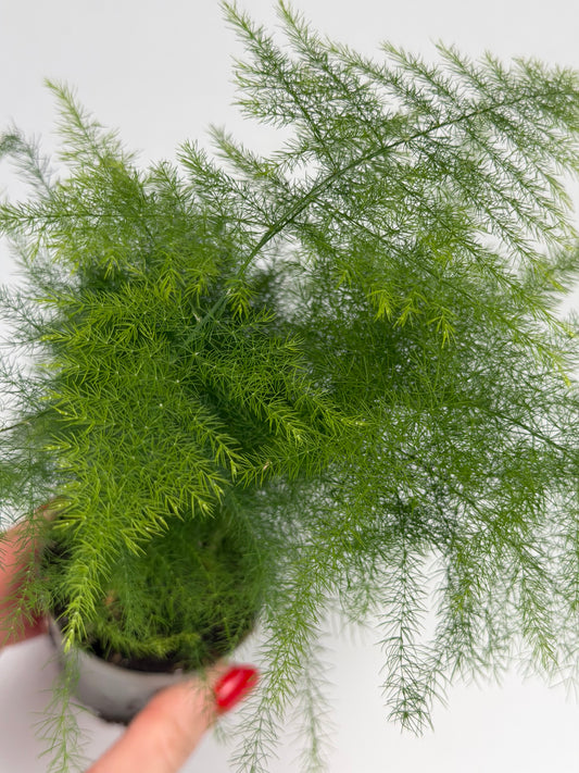 Asparagus Setaceus 'Plumosus' Tropical Corner