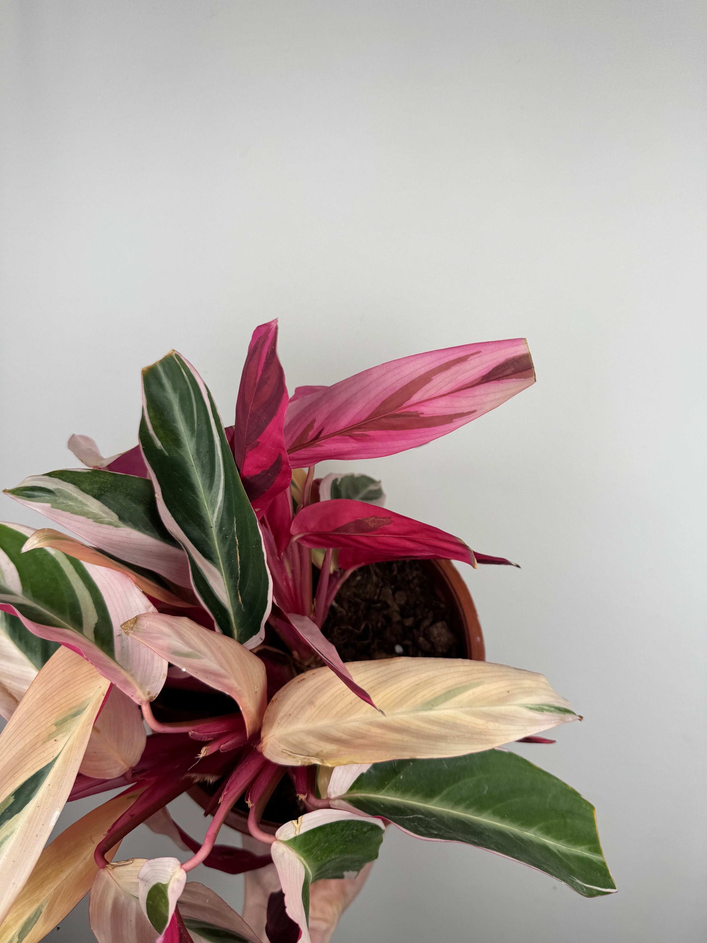 Stromanthe Sanguinea “Triostar” | Valeria
