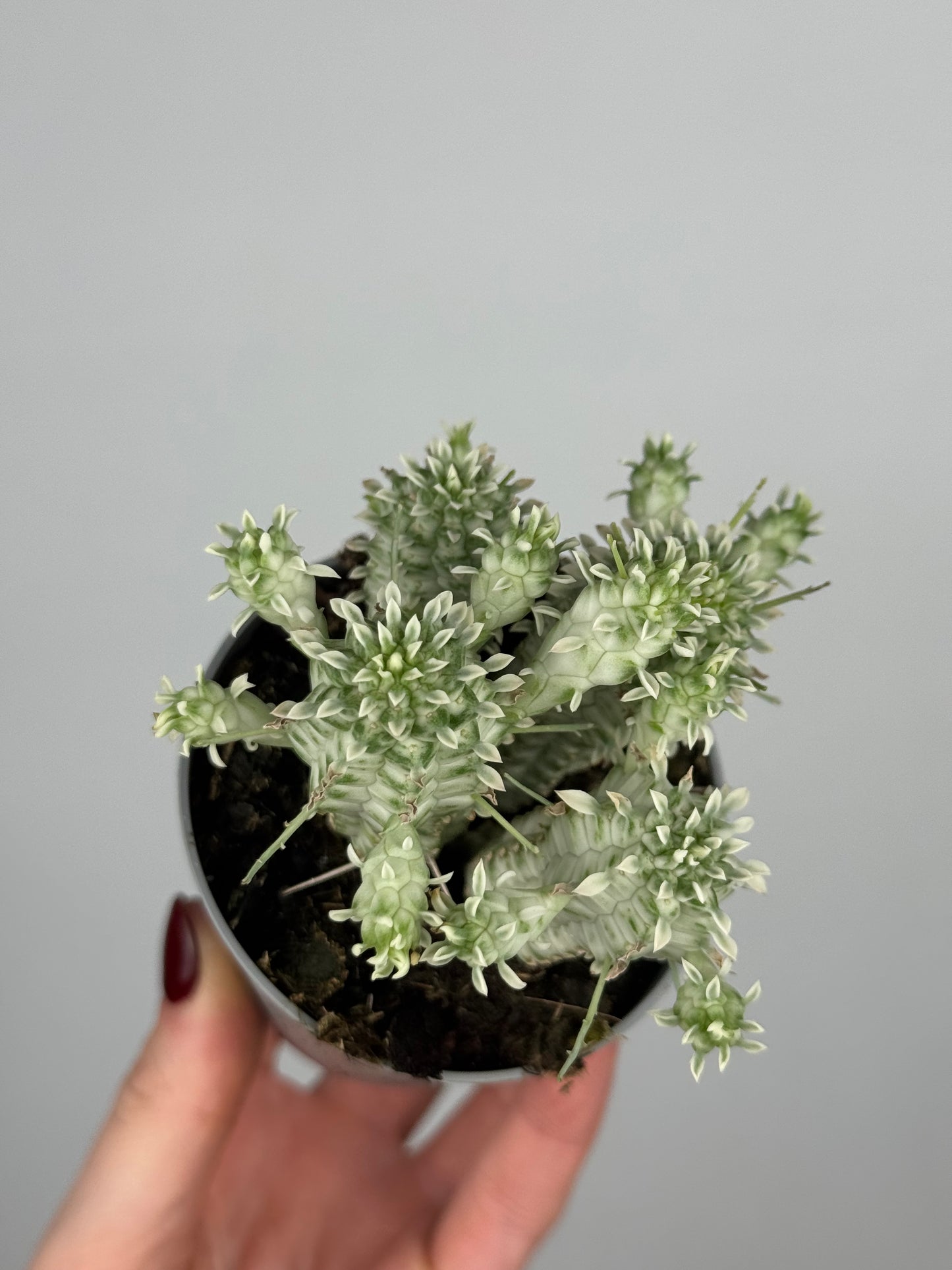 Euphorbia mammillaris variegata