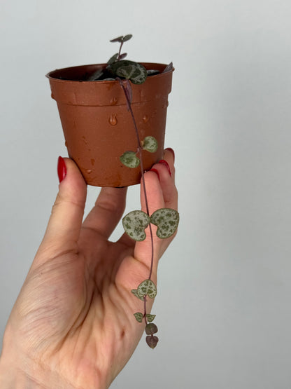 Ceropegia Woodii | Sandra