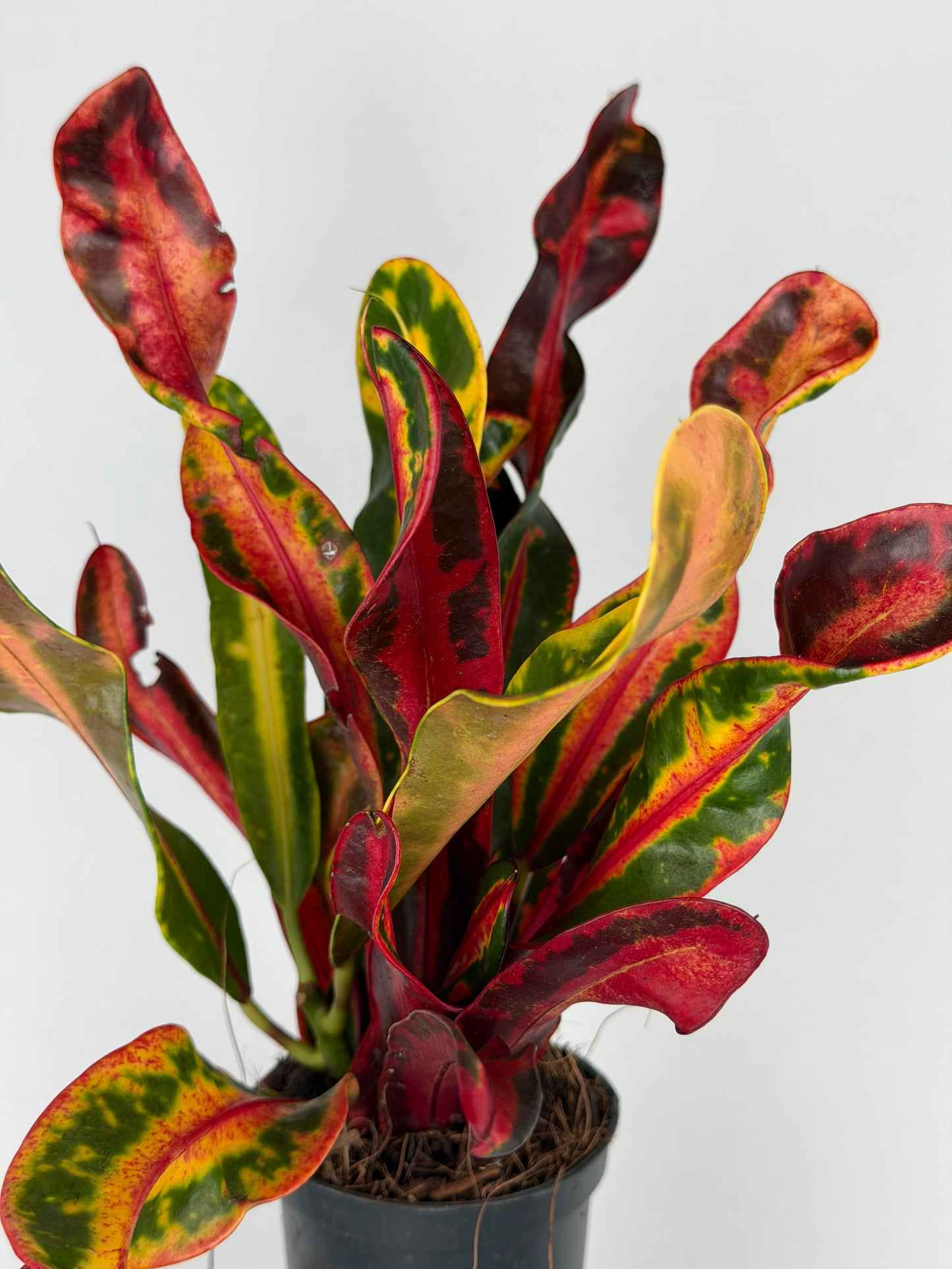 Codiaeum variegatum 'Bush on fire' Codiaeum Tropical Corner