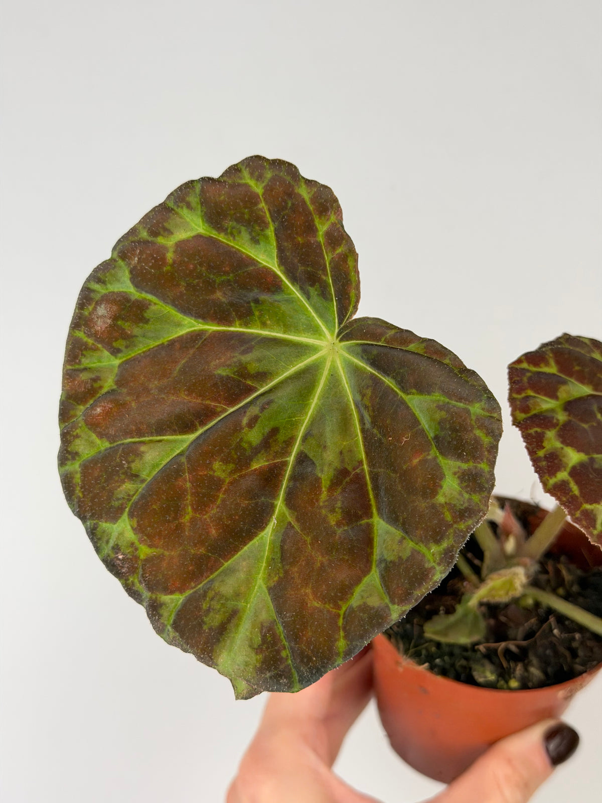 Begonia Barsalouxiae