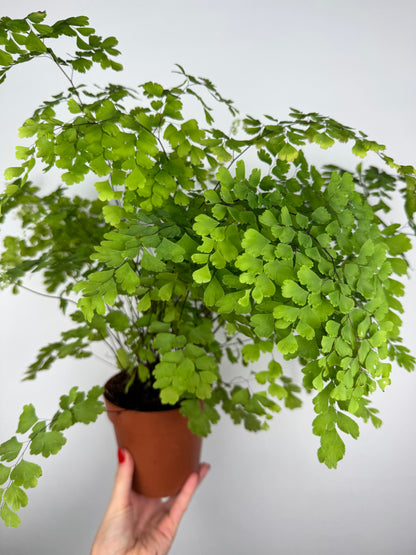 Capelvenere Adiantum Raddianum “Fragrans”