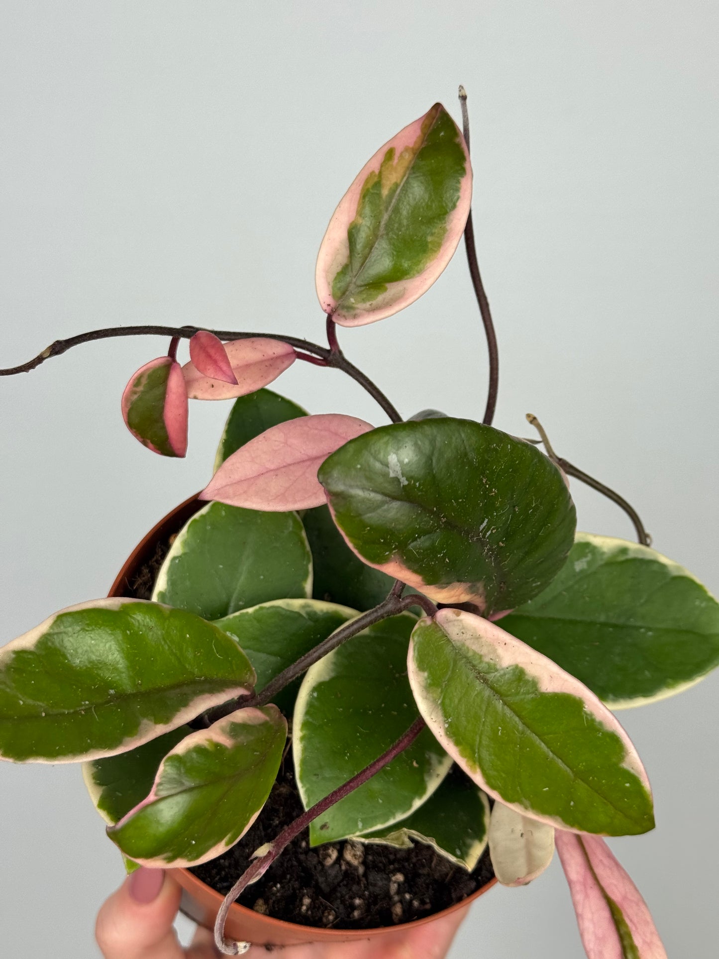 Hoya Flamingo Dream