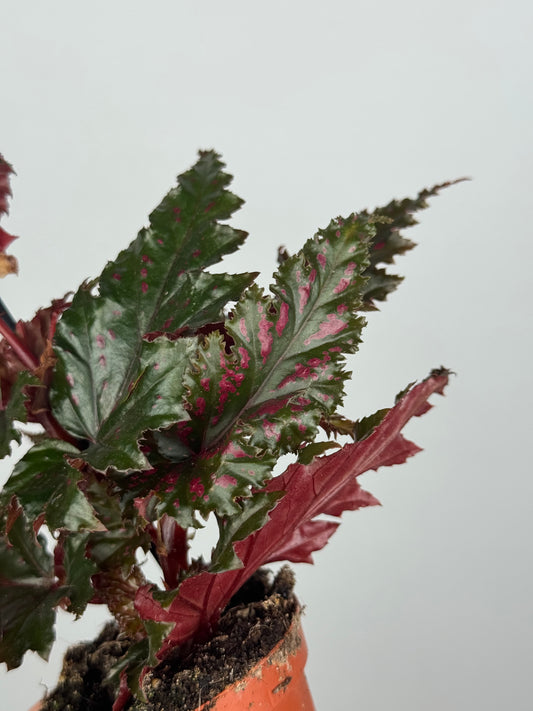 Begonia Serratipetala