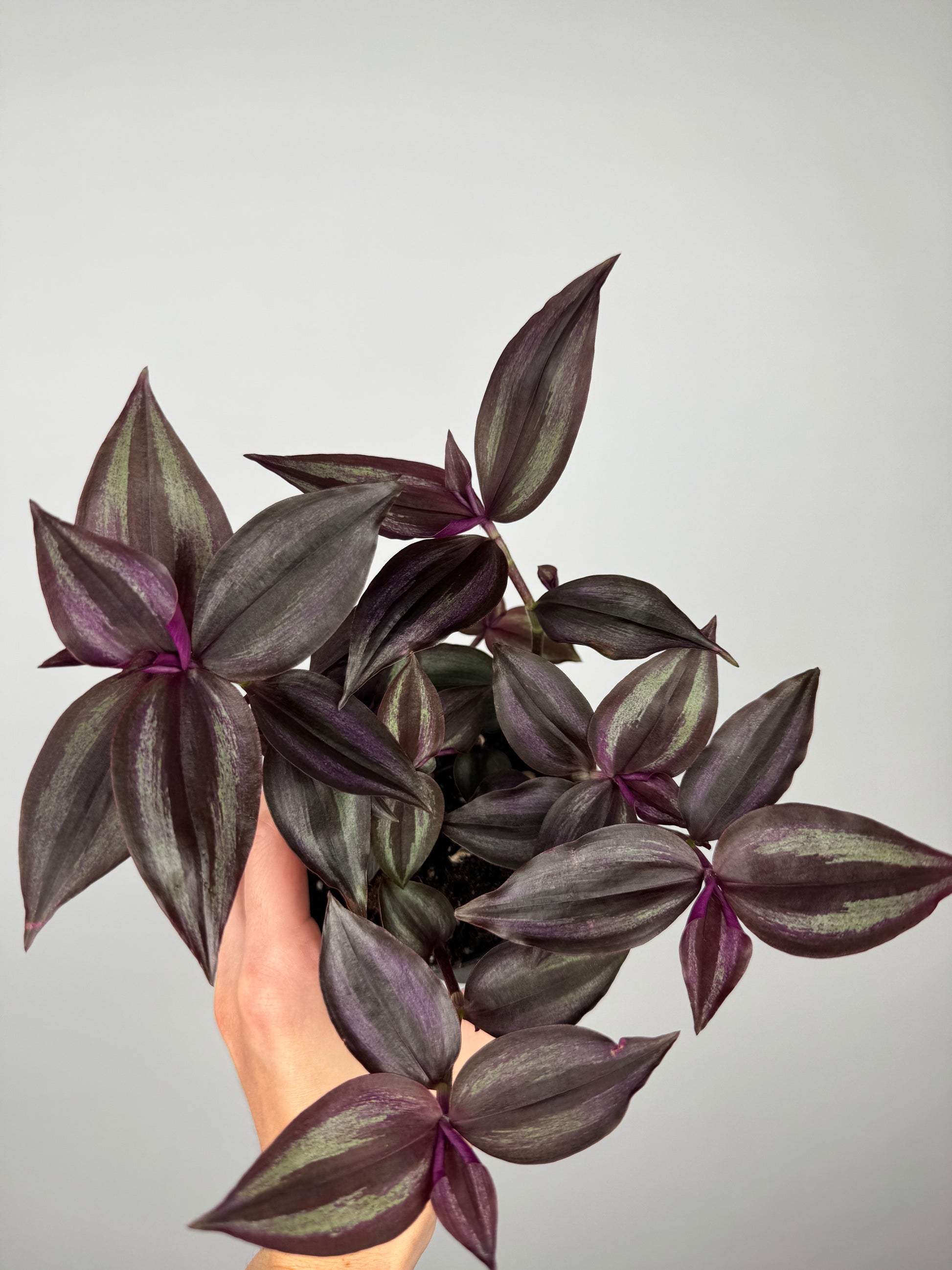 Tradescantia Burgundy