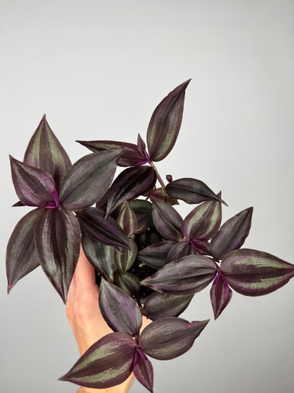 Tradescantia Burgundy