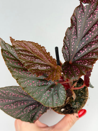 Begonia Benigo 'Pink Spot' Begonia Tropical Corner