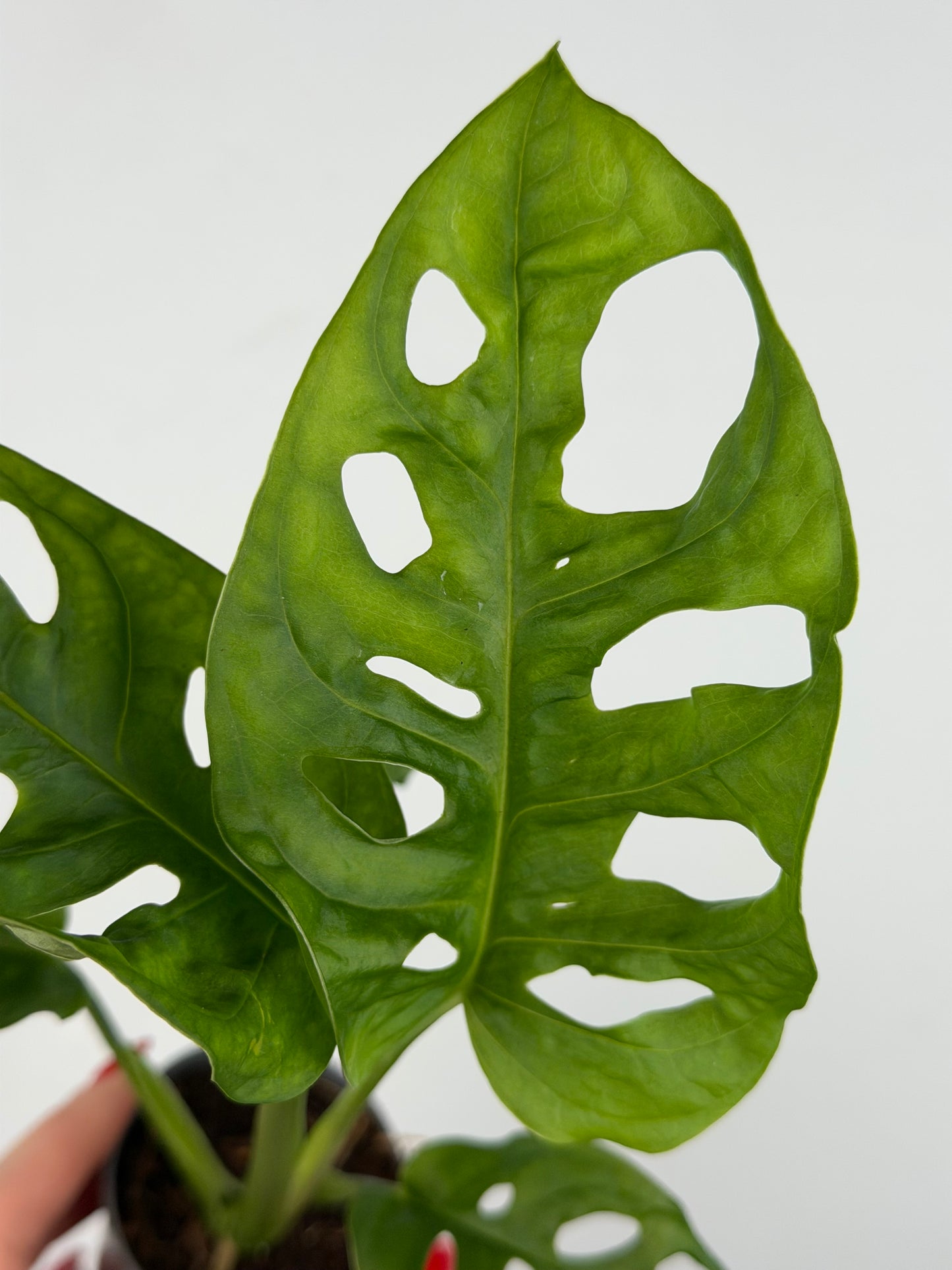 Monstera Adansonii 'Monkey Mask' Monstera Tropical Corner