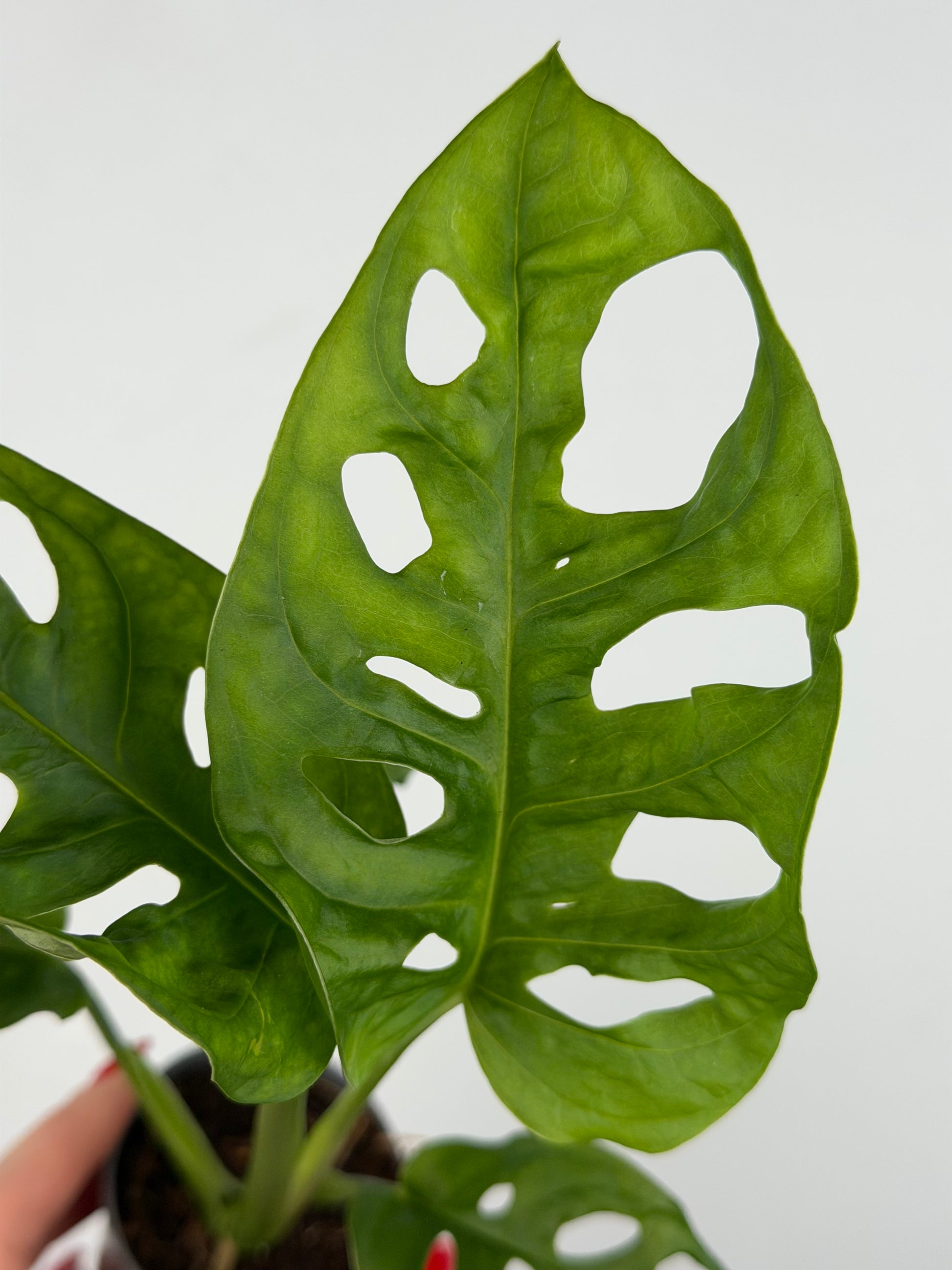 Monstera Adansonii 'Monkey Mask' Monstera Tropical Corner