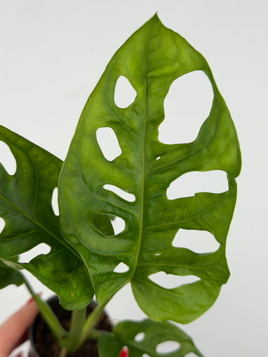 Monstera Adansonii 'Monkey Mask' Monstera Tropical Corner