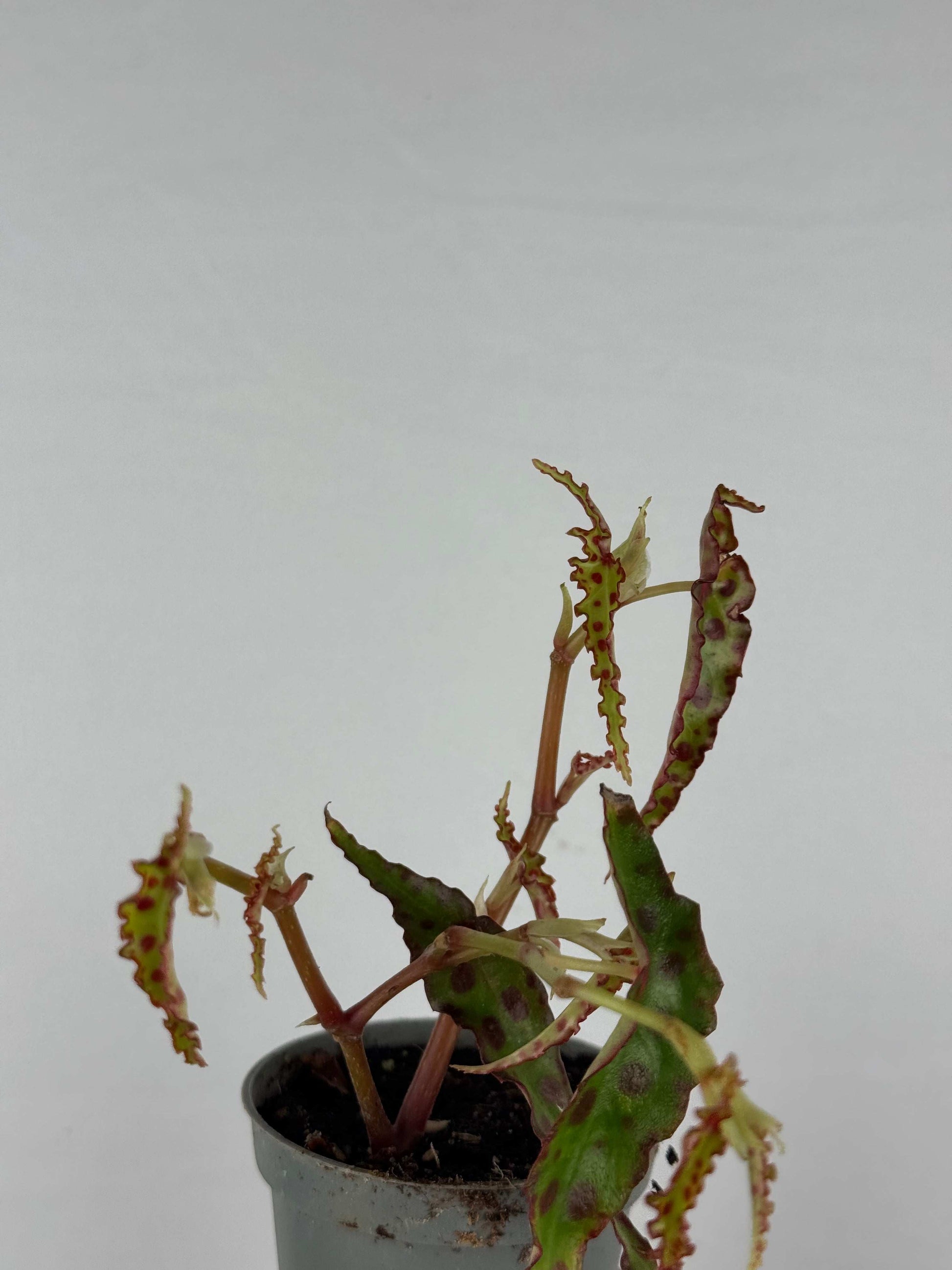 Begonia Amphioxus | Iris