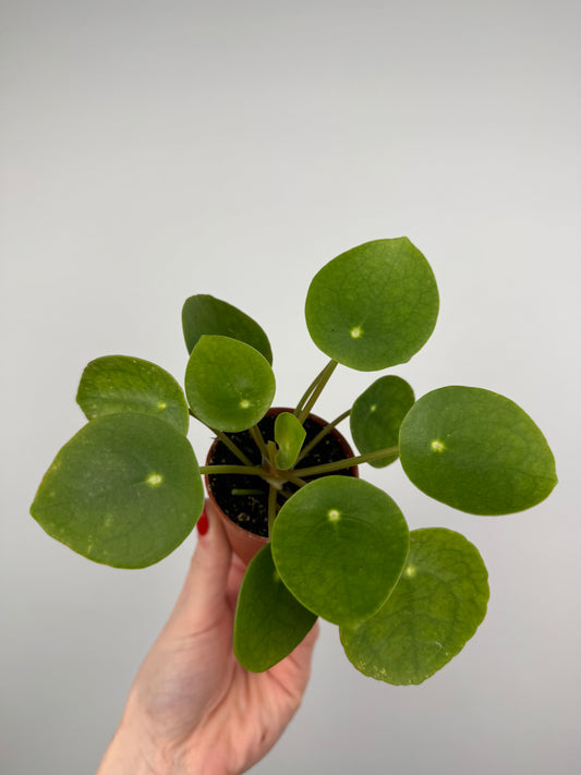 Pilea Peperomioides