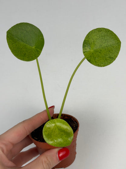 Pilea Peperomioides Mojito | Giada
