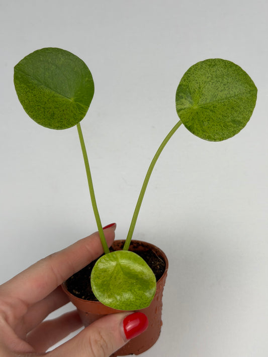 Pilea Peperomioides Mojito | Giada
