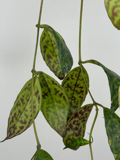 Aeschynanthus Marmoratus