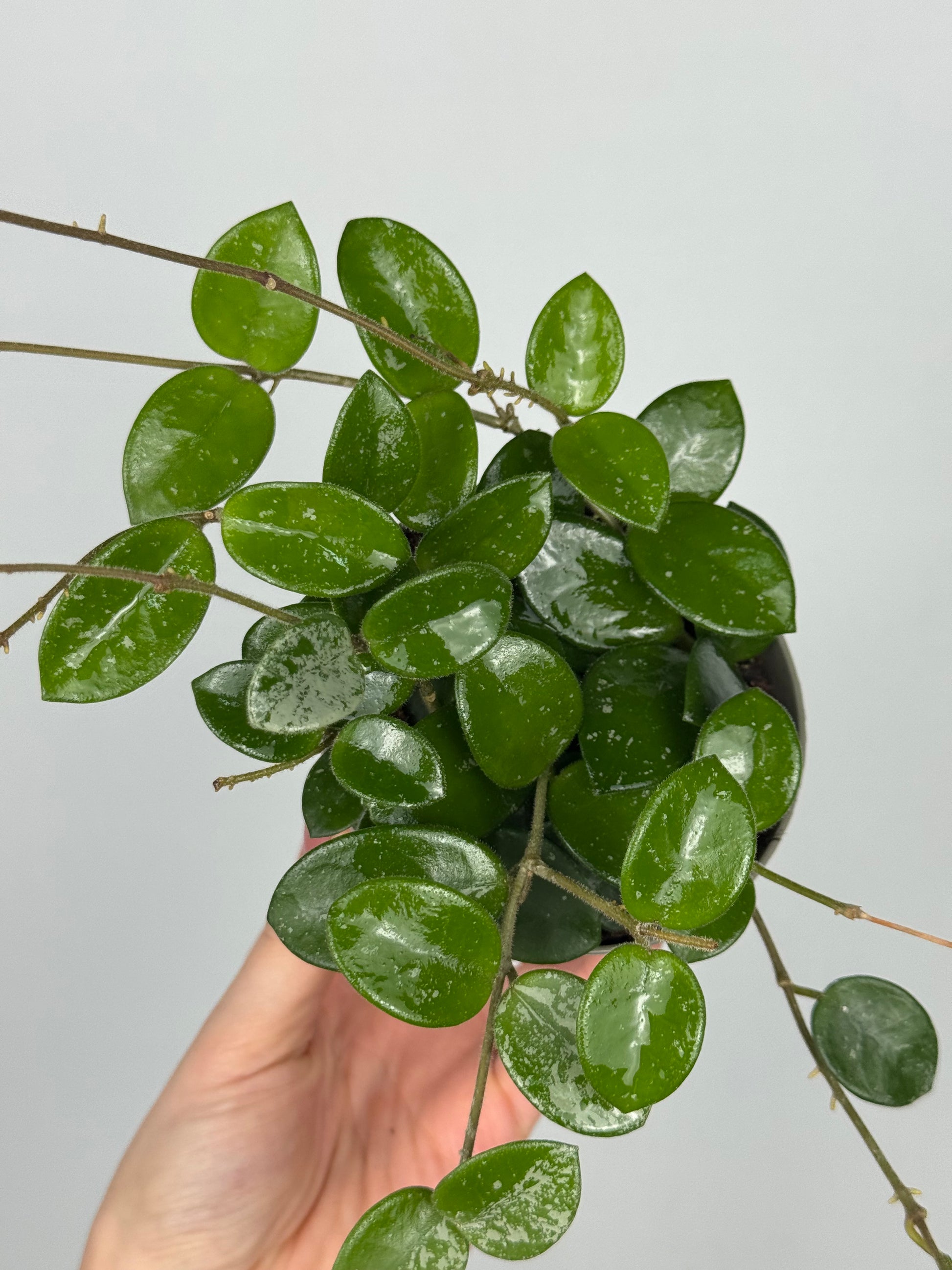 Hoya Mathilde Splash
