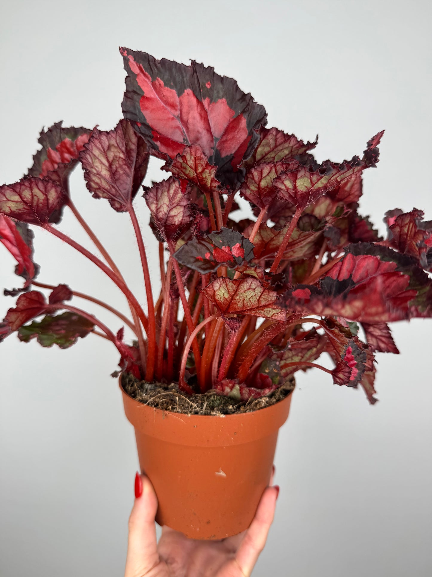 Begonia “Red Kiss”