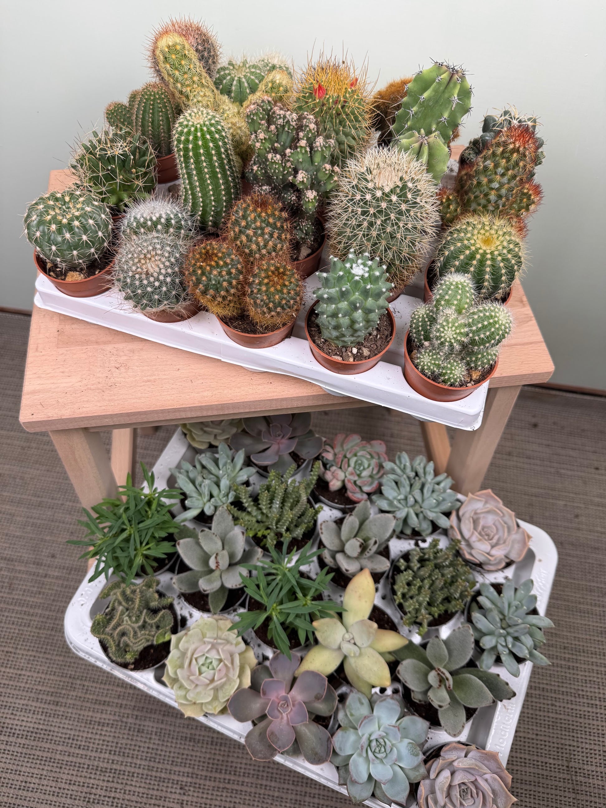 Box 10 Baby Succulente