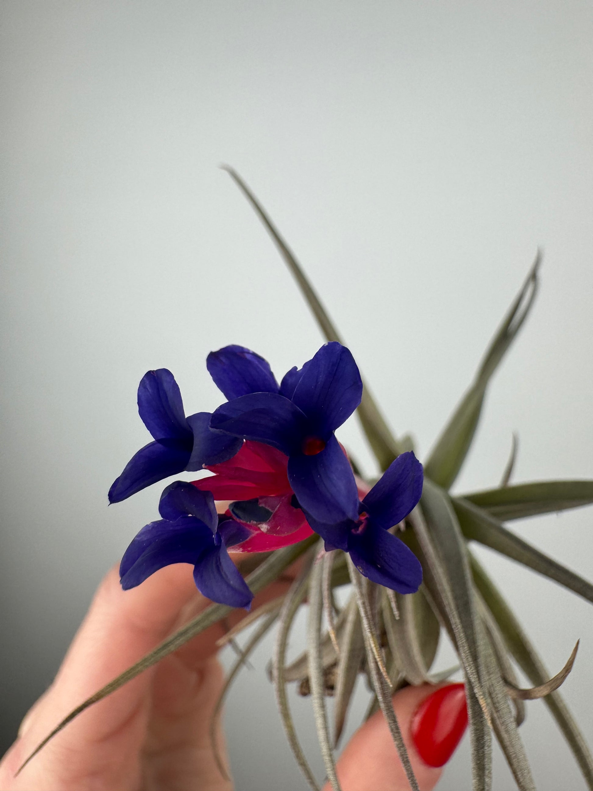 Tillandsia aeranthos