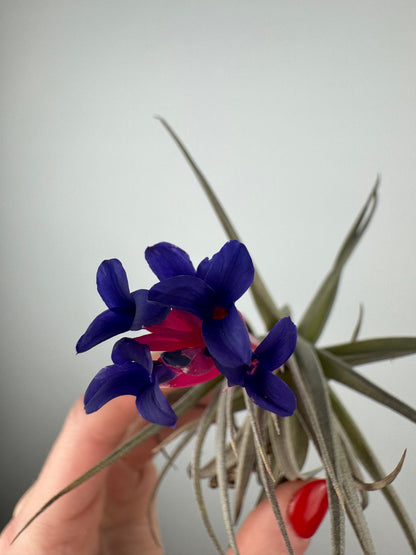 Tillandsia aeranthos