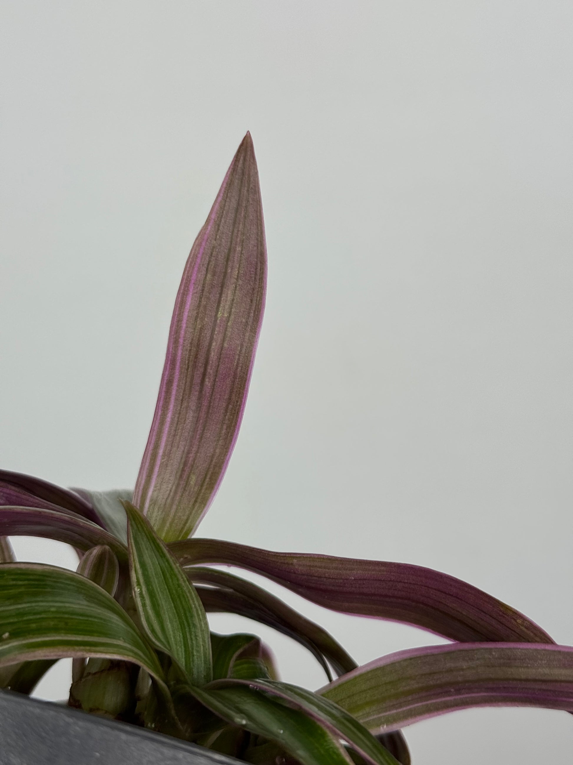 Tradescantia Spathacea | Orelia