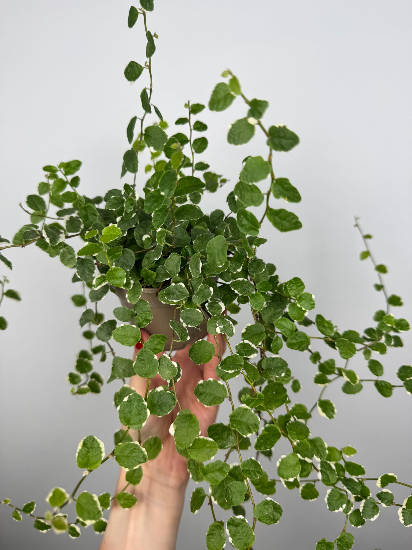 Ficus Pumila “White Sunny”