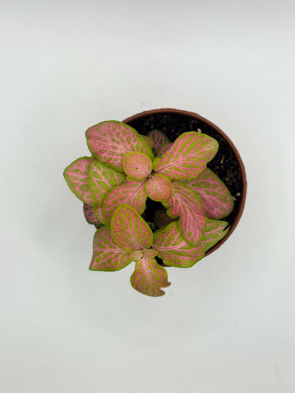 Fittonia “Ruby Lime”